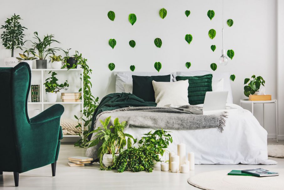 Decorating with Plants